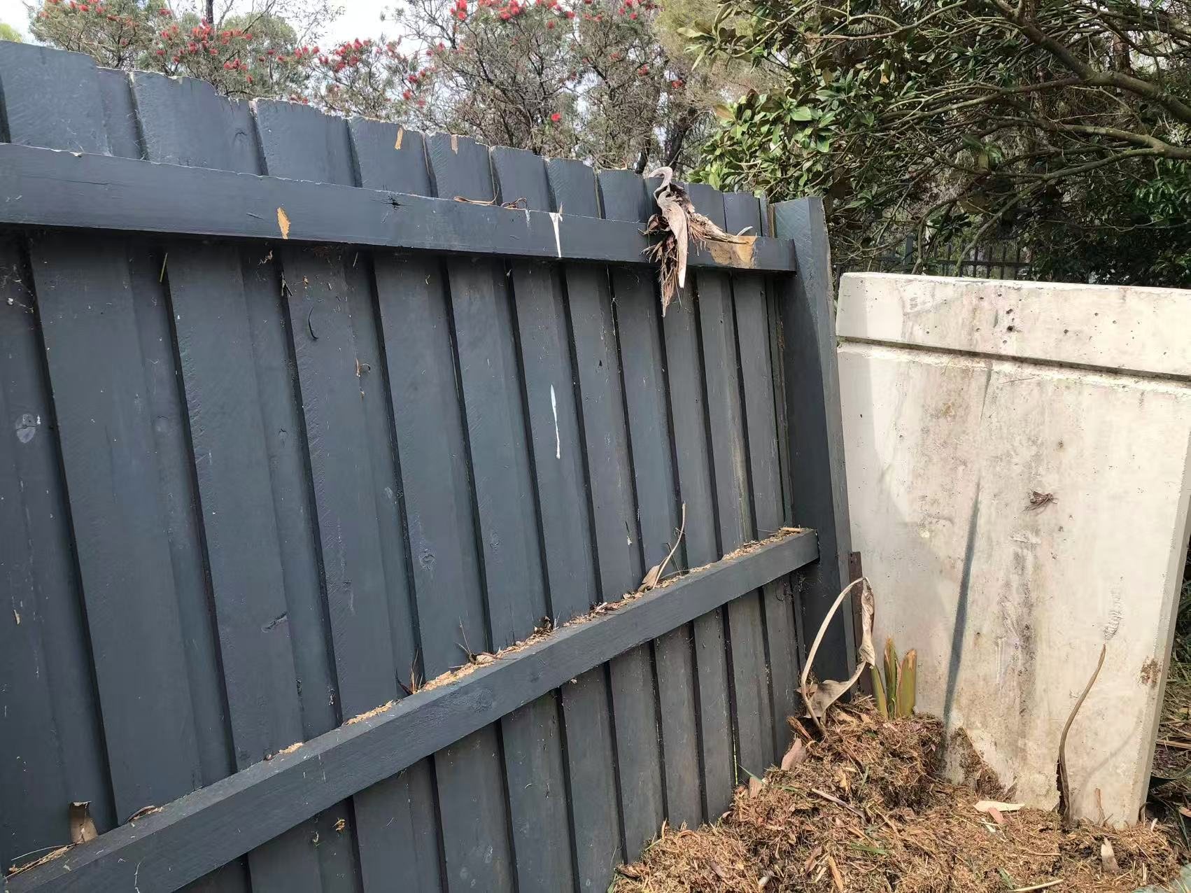 Inside face of the fence after repair work, showing rails and palings back in position.